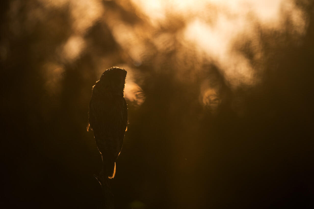 © Floris Smeets | Sony α9 + FE 400mm f/2.8 GM OSS | 1/8000s @ f/2.8, ISO 100